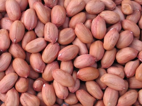 Bold Groundnuts, Feature : Easy To Digest, Healthy, High Nutrition, Long Duration Storable