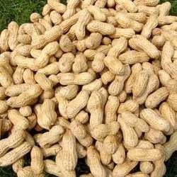 HPS Shelled Groundnuts, for Cooking, Namkeen, Oil Extraction, Snacks, Feature : Fine Quality