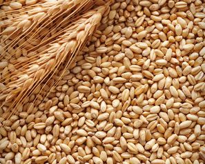 Organic Barley Seeds, Style : Dried