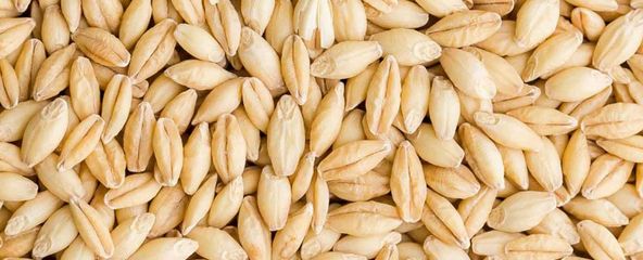 Feed Barley Seeds