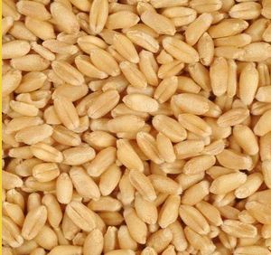 Organic Indian Milling Wheat, for Food, Snacks, Feature : Gluten Free