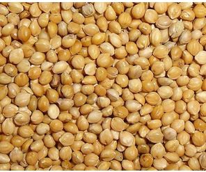 Organic Millet Seeds, for Cattle Feed, Cooking, Variety : Dried