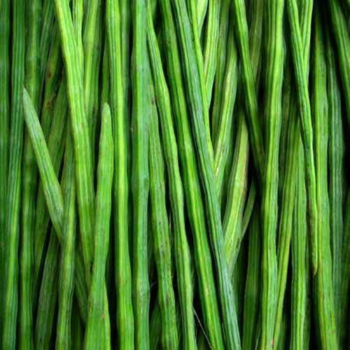 Common Fresh Drumstick, for Cooking, Color : Green