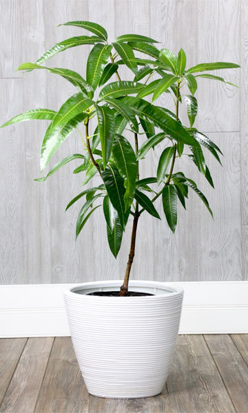 Mango Plant, Color : Green