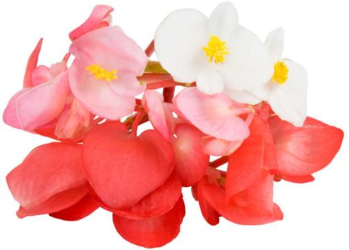 Fresh Begonia Flower, for Decorative, Garlands, Color : Pink, Red