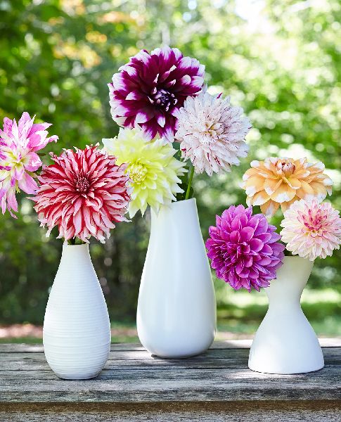 Fresh Dahlia Flower, for Decorative, Garlands, Vase Displays, Color : Blue, Green, Orange, Pink