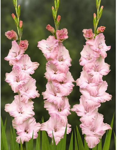 Fresh Gladiolus Flower