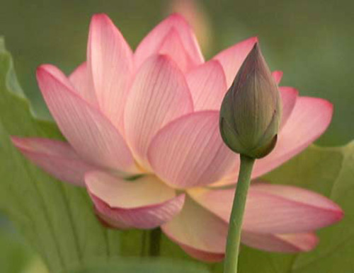 Fresh Lotus Flower, for Decorative, Garlands, Vase Displays, Color : Pink