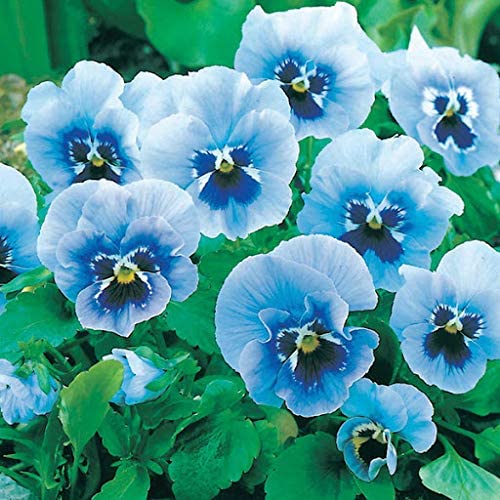 Fresh Pansy Flower, for Decorative, Garlands, Vase Displays, Color : Blue, Green, Orange, Pink
