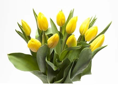 Fresh Tulip Flower, for Decorative, Garlands, Vase Displays, Color : Orange, Pink, Red, White, Yellow