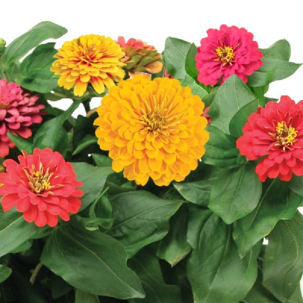 Fresh Zinnia Flower, for Decorative, Garlands, Vase Displays, Color : Orange, Pink, Red, White