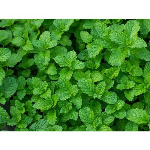 Mint Leaves