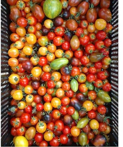 Organic Cherry Tomatoes, Packaging Size : 5 kg, 10 kg, 20 kg, 50 kg, 100 kg