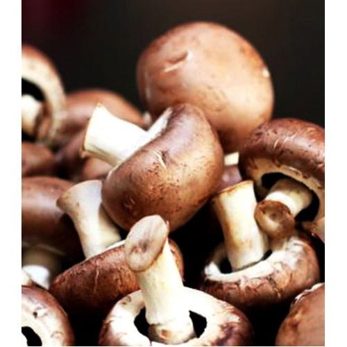 organic mushroom