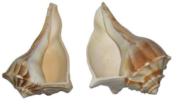 Rare Left and Right Conch Shankh Shell Valampuri and Edampuri Sangu - A6084