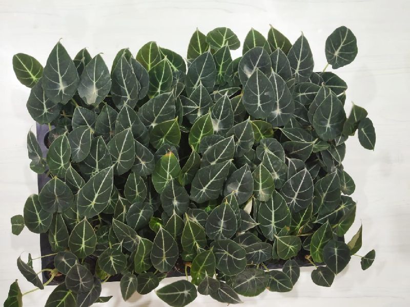 Organic Alocasia Black Velvet Plant