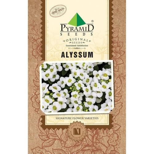 Pyramid Alyssum Seeds