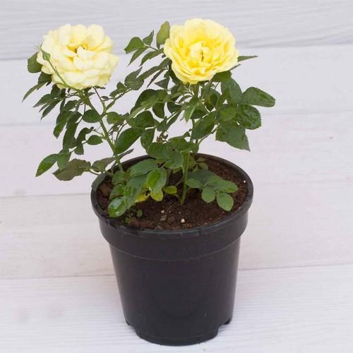 Rose Yellow Plant