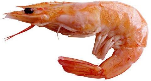 Frozen Sea Shrimp, Packaging Type : 10 Kg, 20 kg