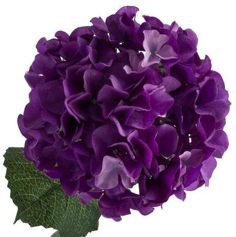 Hydrangea Flower, Features : Free from insects, Naturally cultivated, Excellent quality.