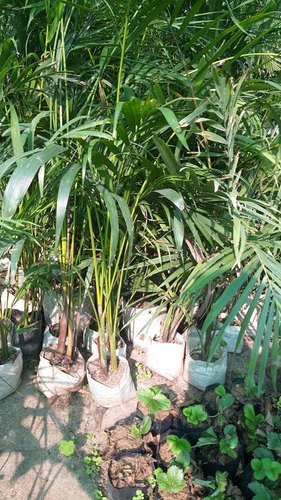 Areca Palm Plant, Color : Green