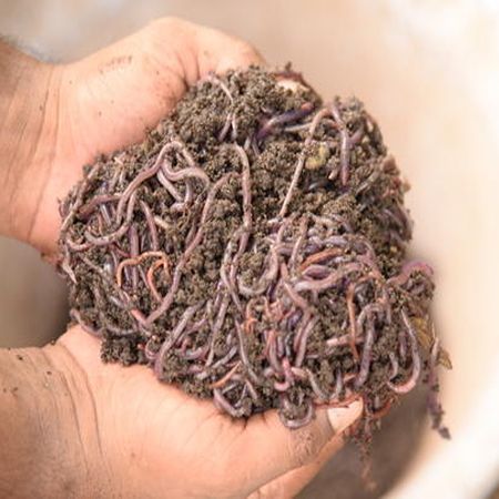 BHOOJEEVAN Earthworm Fertilizer, for Agriculture