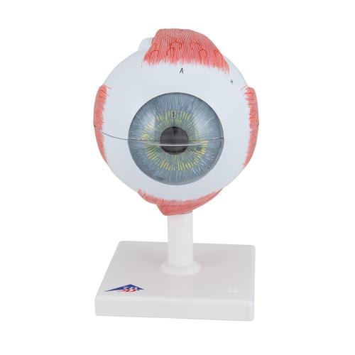 Fiber Glass Human Eye Model