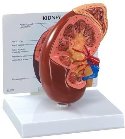 Fiber Glass Human Kidney Model, Color : Multicolor