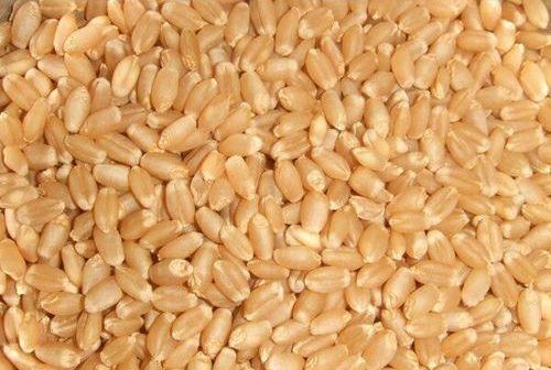Organic Milling Wheat Grain, Color : Golden