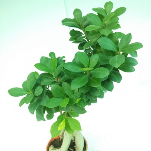 Ficus Bonsai Plant, for Decorative, Color : Green