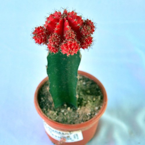 Grafted Cactus Plants