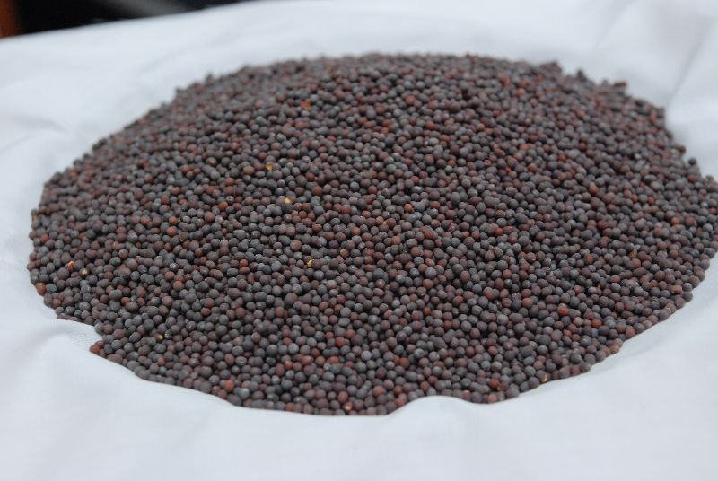 Raw Natural Brown mustard seed, for Cooking, Spices, Food Medicine, Certification : FSSAI Certified