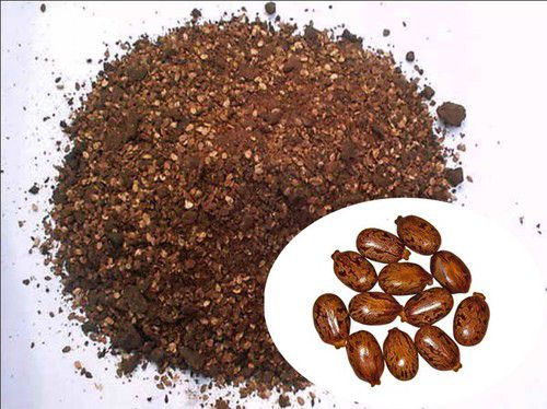 Castor Seed Extraction Meal, for Cattle Feed, Purity : 99%