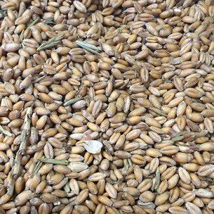 Organic Feed Grade Wheat