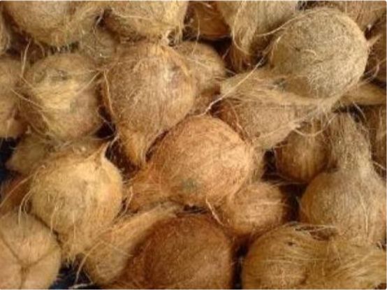 Organic semi husked coconut, Packaging Type : Gunny Bags, Jute Bags