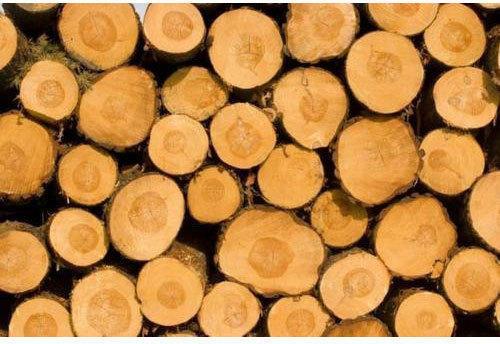 8-9 Feet Silver Oak Wood Logs, Shape : Round