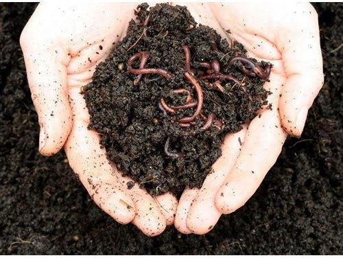 Organic Vermicompost, For Agriculture, Purity : 100%
