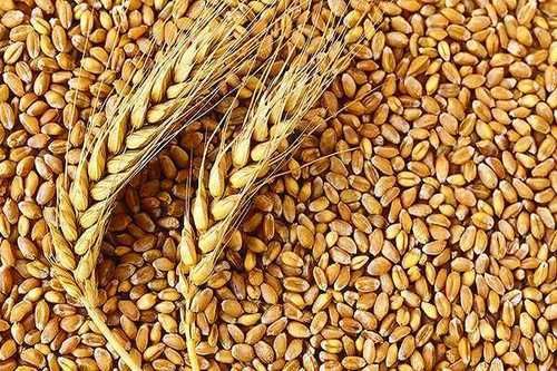 Organic Wheat Seeds