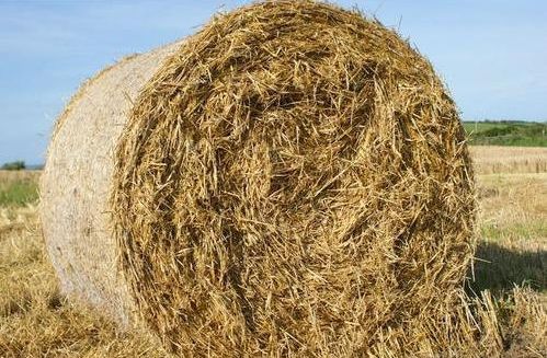 Wheat Straw, Packaging Type : Bales, Packaging Size : 25-50kg at Rs 10 ...