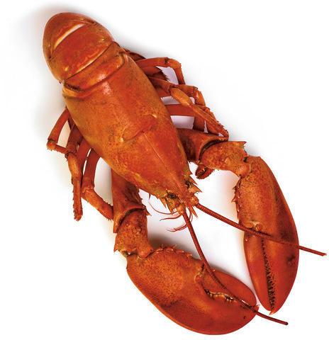Frozen Pound Lobsters, Packaging Type : Carton