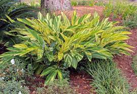 Alpinia Variegated Plant