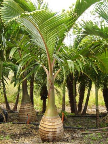 Bottle Palm Plant, for Garden