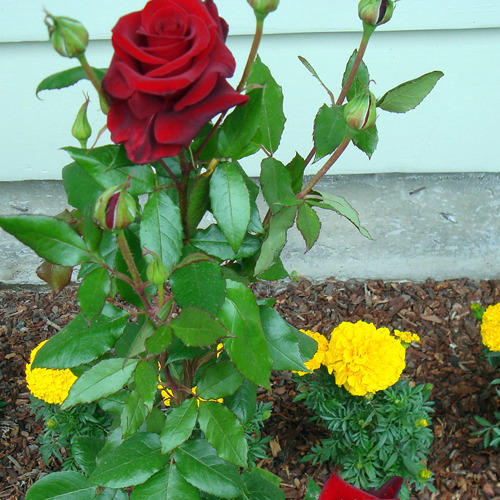 Brother Nursery Hybrid Rose Plant, Feature : Easy Growth
