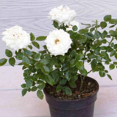 white rose plant