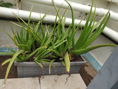 Indoor Aloe Vera Plant