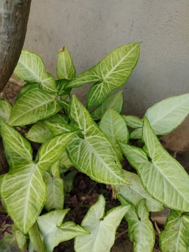 Syngonium Garden Plant, Color : Green