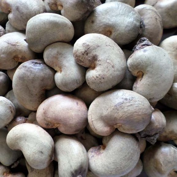 Shelled Cashew Nuts, Certification : FSSAI Certified
