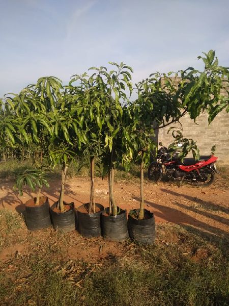 Alphonso Mango Plants, Color : Green