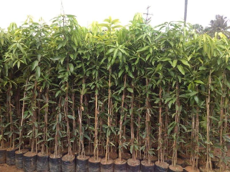 Benishan Mango Plants