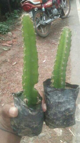 Dragon Fruit Plants